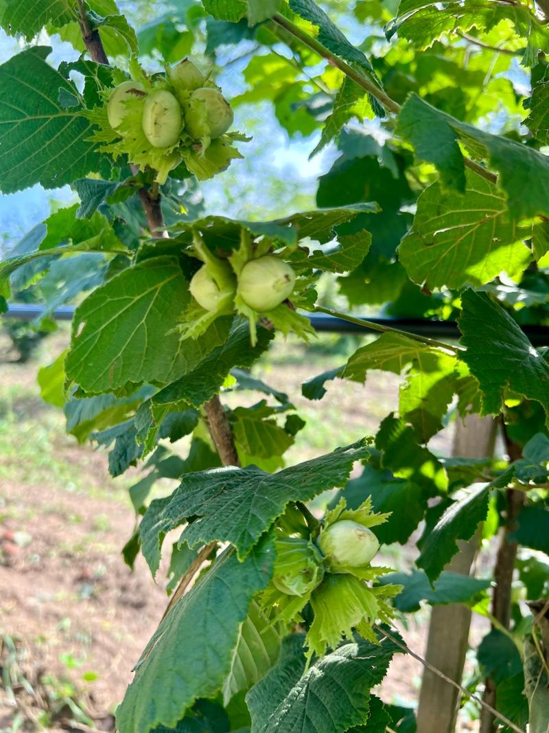 Ciorchini de alune verzi pe o ramură, în învelișul lor zimțat